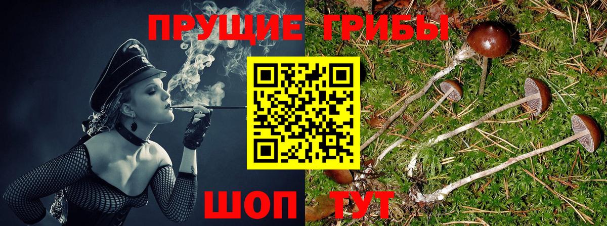 Псилоцибиновые грибы Psilocybe Волгоград